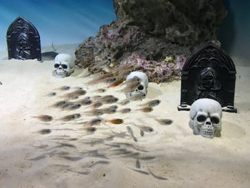 アクアワールド茨城県大洗水族館に投稿された画像（2020/10/24）