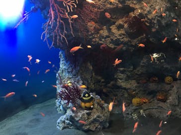 アクアワールド茨城県大洗水族館に投稿された画像（2020/10/24）