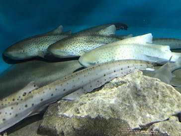 アクアワールド茨城県大洗水族館に投稿された画像（2020/10/24）
