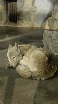 天王寺動物園に投稿された画像（2020/10/24）