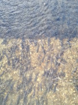 サケのふるさと 千歳水族館に投稿された画像（2020/10/24）