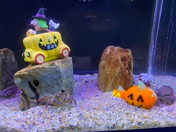 アクアワールド茨城県大洗水族館に投稿された画像（2020/10/24）