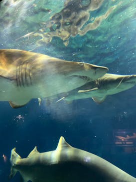 アクアワールド茨城県大洗水族館に投稿された画像（2020/10/24）