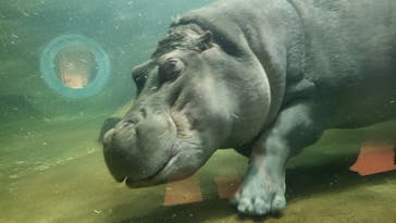 旭川市旭山動物園に投稿された画像（2020/10/24）