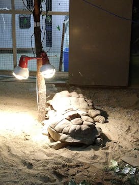 天王寺動物園に投稿された画像（2020/10/24）