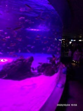 サンシャイン水族館に投稿された画像（2020/10/24）