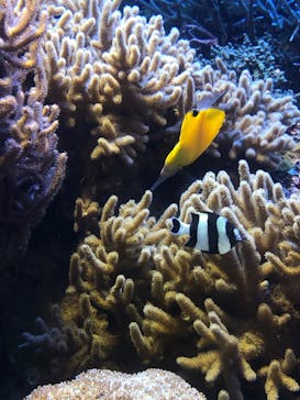 鳥羽水族館に投稿された画像（2020/10/24）