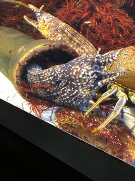 鳥羽水族館に投稿された画像（2020/10/24）