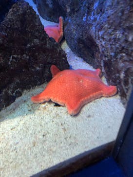 鳥羽水族館に投稿された画像（2020/10/24）