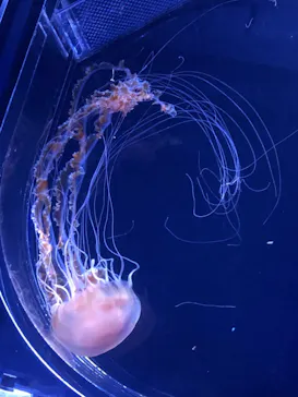 すみだ水族館に投稿された画像（2020/10/24）