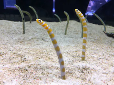 すみだ水族館に投稿された画像（2020/10/24）