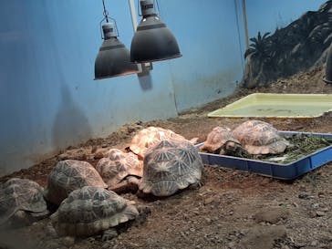 天王寺動物園に投稿された画像（2020/10/24）