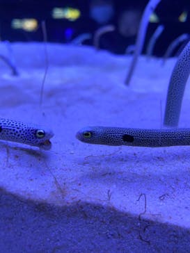 マリンワールド海の中道に投稿された画像（2020/10/24）