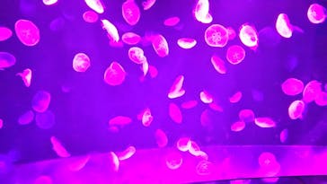 サンシャイン水族館に投稿された画像（2020/10/24）