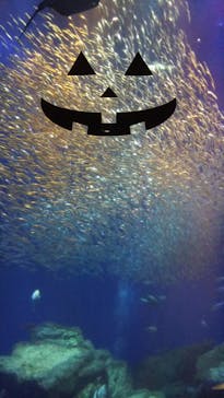 アクアワールド茨城県大洗水族館に投稿された画像（2020/10/24）