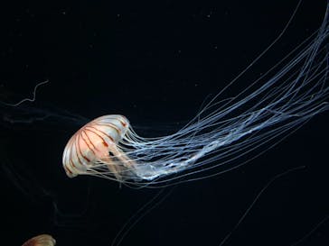 サンシャイン水族館に投稿された画像（2020/10/24）