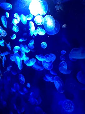 サンシャイン水族館に投稿された画像（2020/10/24）