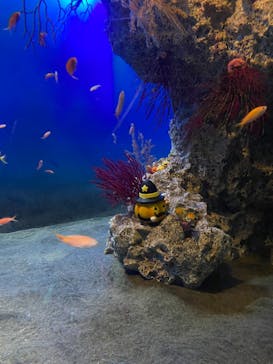 アクアワールド茨城県大洗水族館に投稿された画像（2020/10/24）