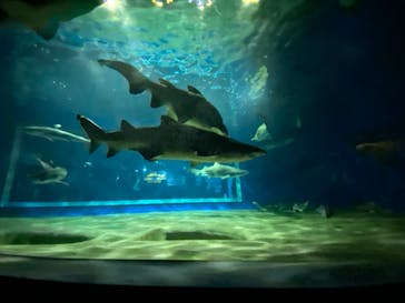 アクアワールド茨城県大洗水族館に投稿された画像（2020/10/24）