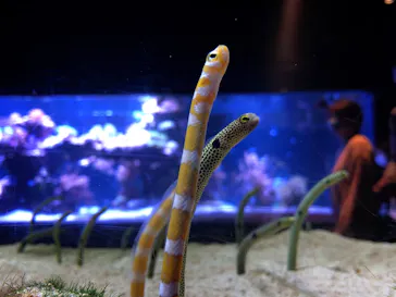 すみだ水族館に投稿された画像（2020/10/25）