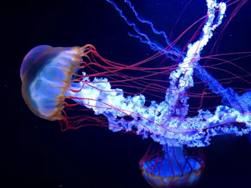 すみだ水族館に投稿された画像（2020/10/25）