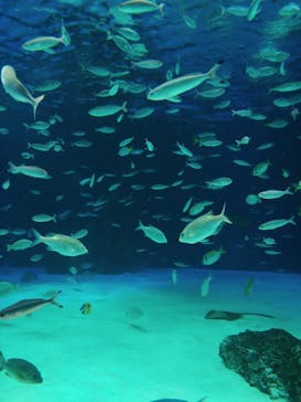 サンシャイン水族館に投稿された画像（2020/10/25）