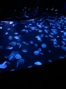 すみだ水族館に投稿された画像（2020/10/25）