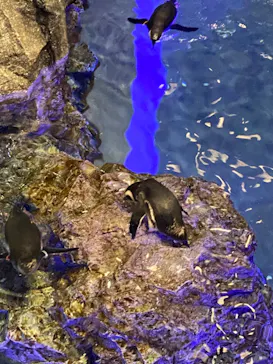 すみだ水族館に投稿された画像（2020/10/25）