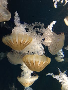 新江ノ島水族館に投稿された画像（2020/10/25）