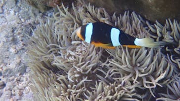 ダイビングショップ Sea Free（シーフリー）に投稿された画像（2020/10/25）