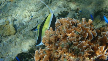 ダイビングショップ Sea Free（シーフリー）に投稿された画像（2020/10/25）