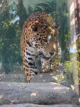 天王寺動物園に投稿された画像（2020/10/25）