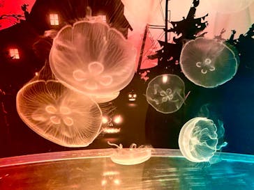 すみだ水族館に投稿された画像（2020/10/25）