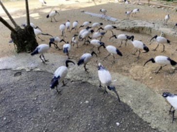 ネオパークオキナワに投稿された画像（2020/10/25）