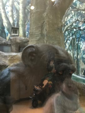 天王寺動物園に投稿された画像（2020/10/25）