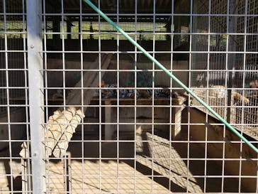 しろとり動物園に投稿された画像（2020/10/25）
