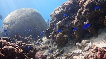 ダイビングショップ Sea Free（シーフリー）に投稿された画像（2020/10/25）