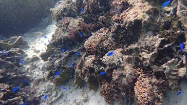 ダイビングショップ Sea Free（シーフリー）に投稿された画像（2020/10/25）