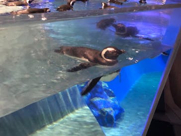 すみだ水族館に投稿された画像（2020/10/25）