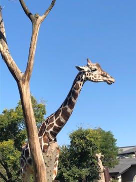 天王寺動物園に投稿された画像（2020/10/25）