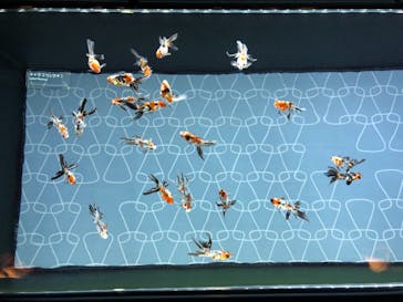 すみだ水族館に投稿された画像（2020/10/25）