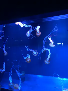 すみだ水族館に投稿された画像（2020/10/25）