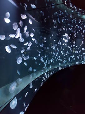 サンシャイン水族館に投稿された画像（2020/10/25）