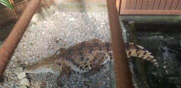 熱川バナナワニ園に投稿された画像（2020/10/25）