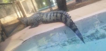 熱川バナナワニ園に投稿された画像（2020/10/25）