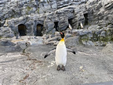 旭川市旭山動物園に投稿された画像（2020/10/25）