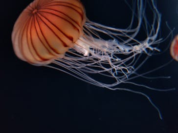 サンシャイン水族館に投稿された画像（2020/10/25）