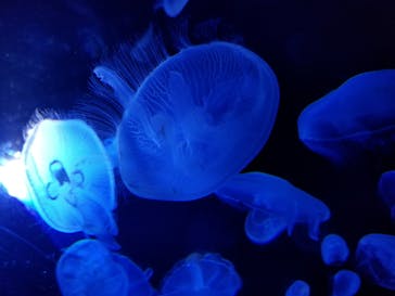 サンシャイン水族館に投稿された画像（2020/10/25）