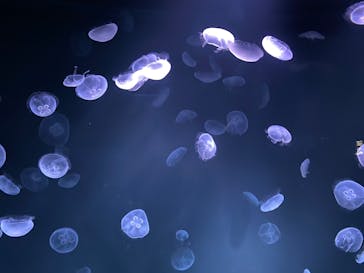 サンシャイン水族館に投稿された画像（2020/10/25）