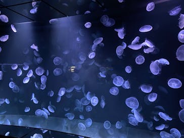 サンシャイン水族館に投稿された画像（2020/10/25）